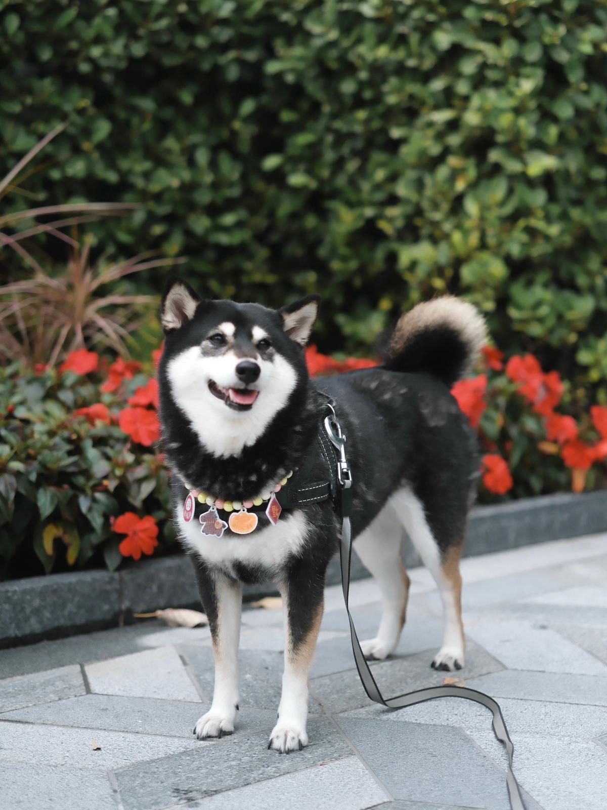 🪭 新春頸飾掛件 • CNY Charms Collar 🐎