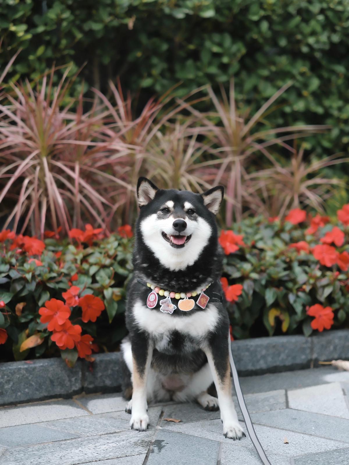 新春頸飾 • Collars for CNY