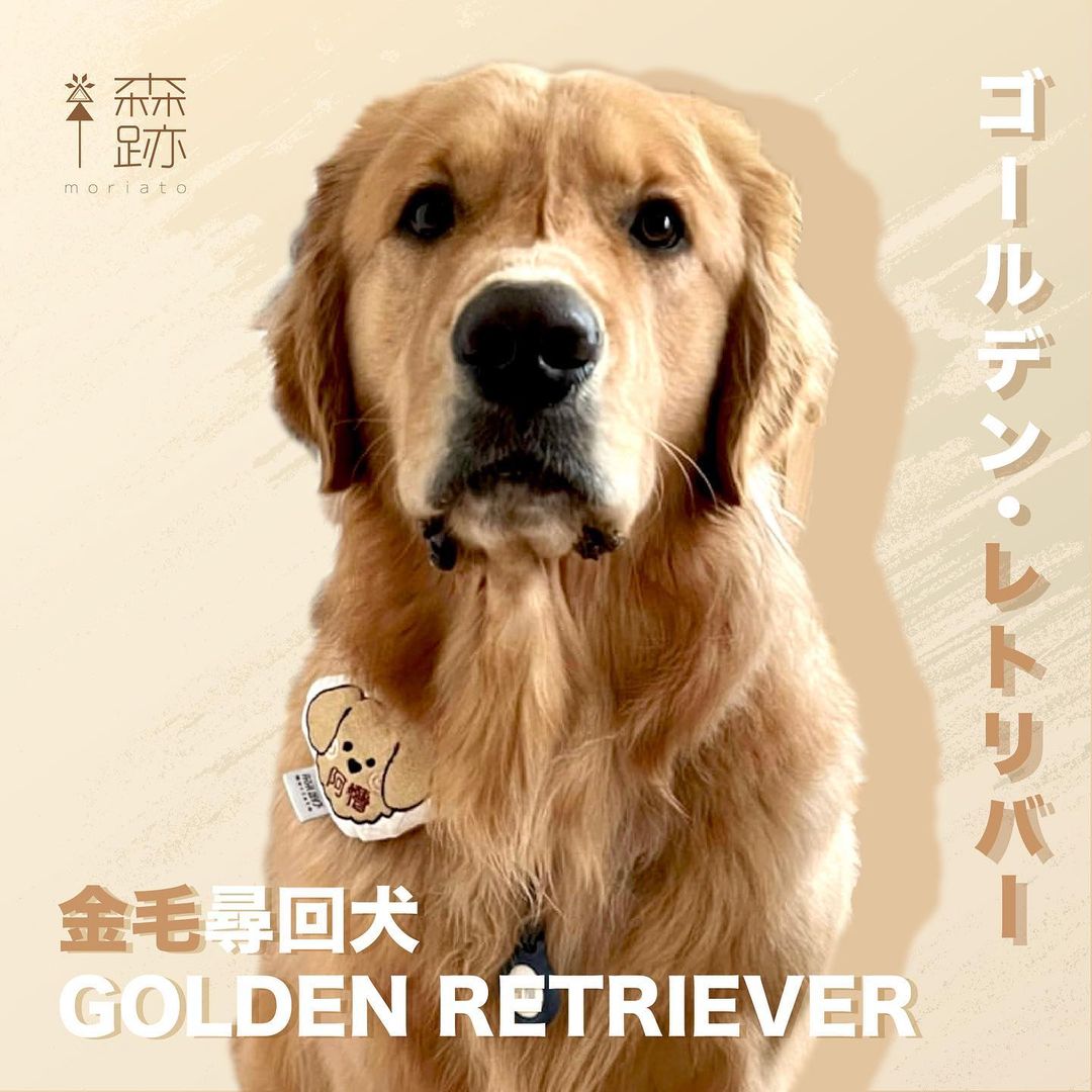 頭像系列 : 金毛尋回犬名牌 AVATAR SERIES: Golden Retriever Name Tag