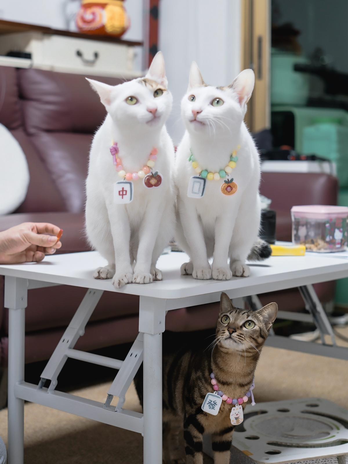 🪭 新春頸飾掛件 • CNY Charms Collar 🐎