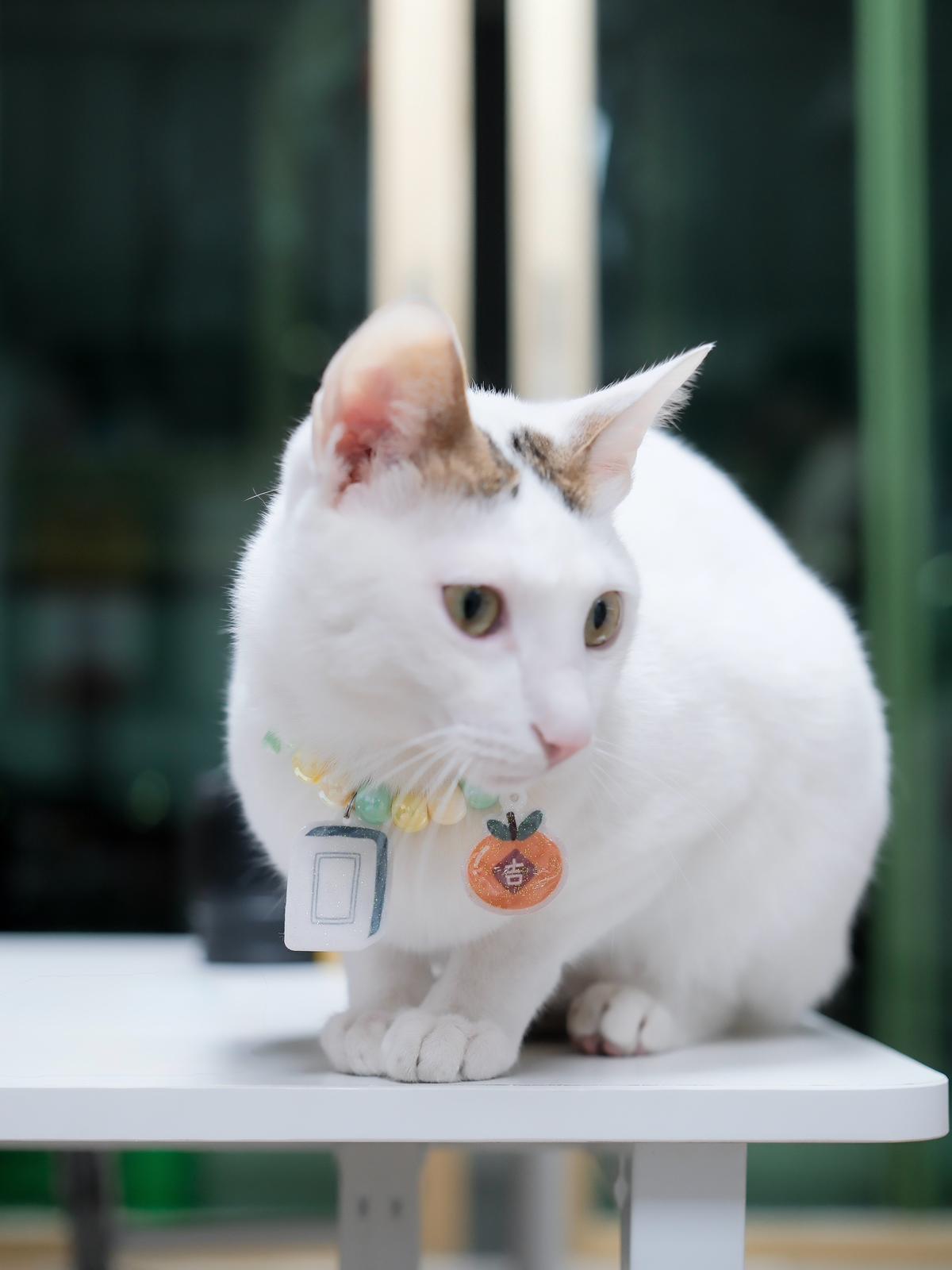 新春頸飾 • Collars for CNY